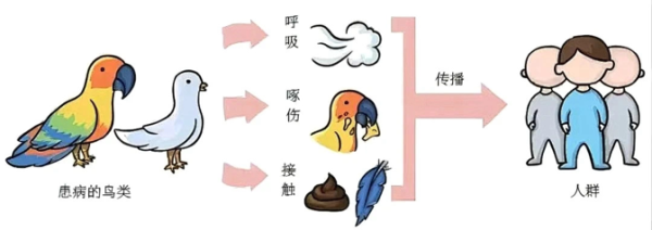 配资门户公司官网 小叶医探｜近期合肥接诊多例“鹦鹉热”！专家紧急提醒_大皖新闻 | 安徽网